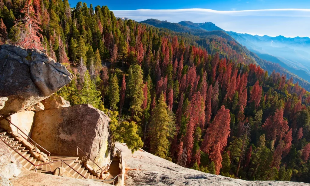 Sequoia National Park See the Giant Trees